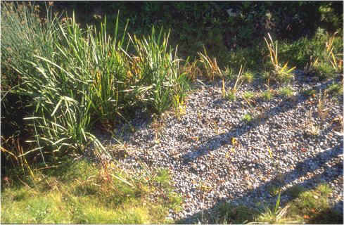 macrophytes.jpg (34857 octets)